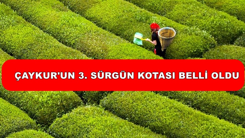 ÇAYKUR’un 3. Sürgün Kotası Belli Oldu