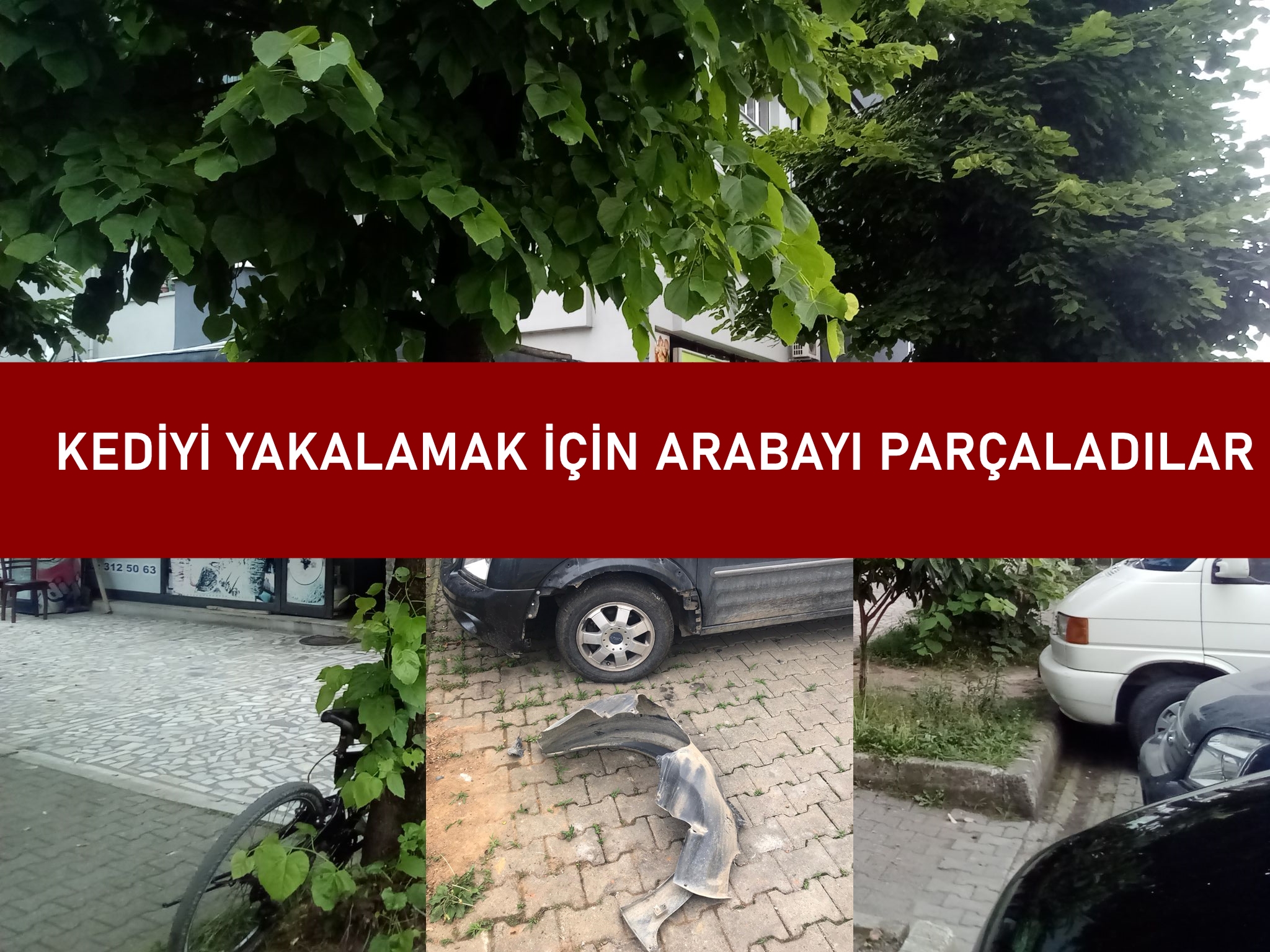 Kediyi Yakalamak İçin Arabayı Parçaladılar