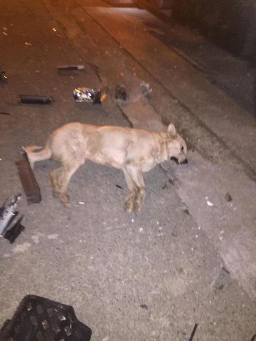 Aniden yola fırlayan sokak köpeği kazaya sebebiyet verdi