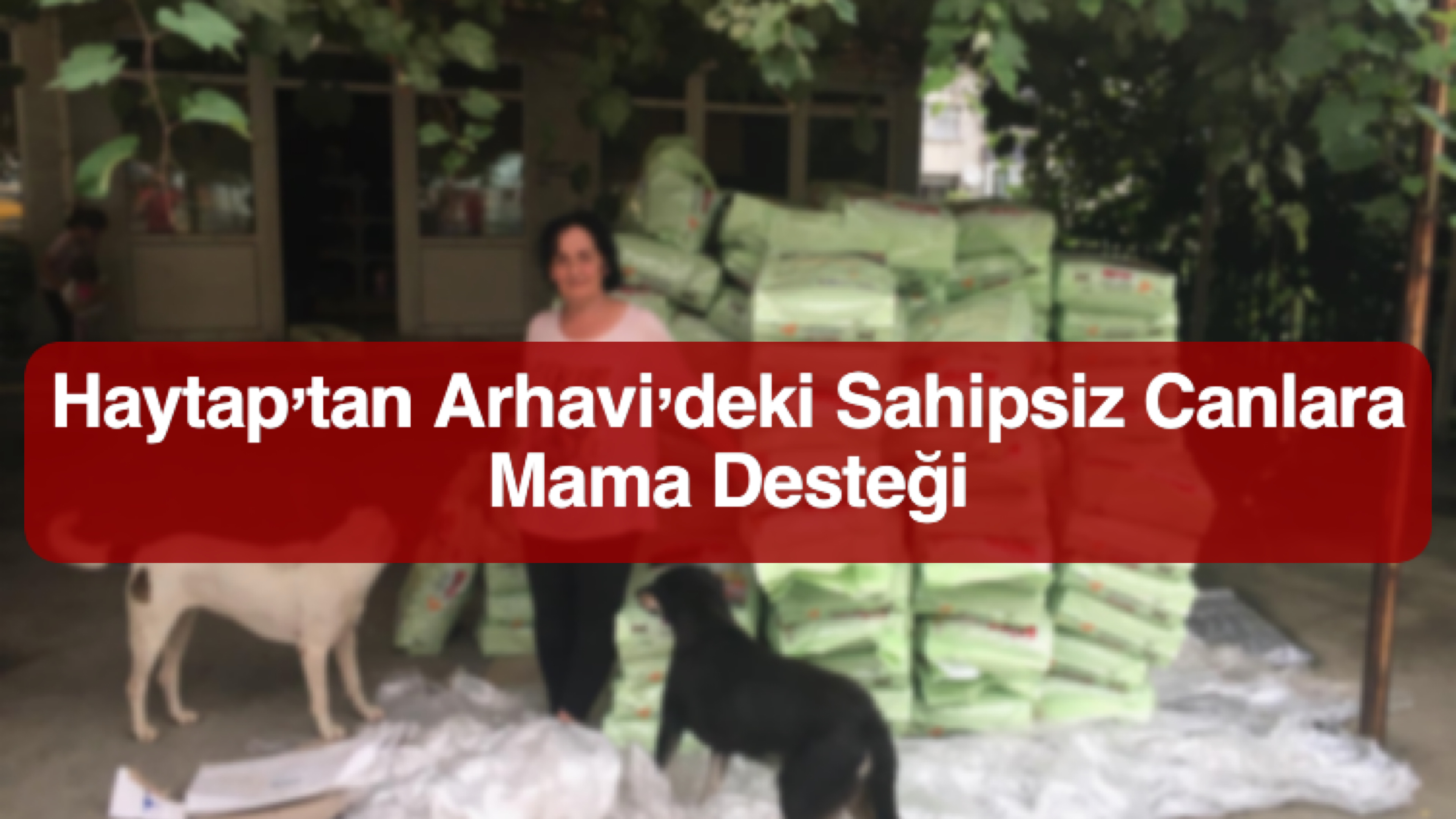 Haytap’tan Arhavi’deki Sahipsiz Canlara Mama Desteği