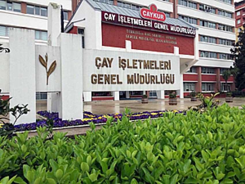 ÇAYKUR 3. SÜRGÜN ALIMLARINA BAŞLADI, ORGANİK FARK ÜCRETİ İLE YAŞ ÇAY PARALARINI ÖDEDİ