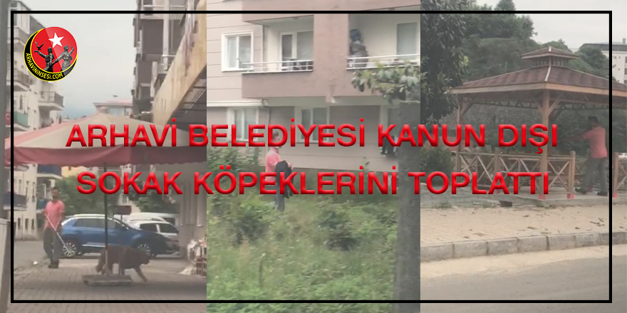 Arhavi Belediyesi Kanun Dışı Sokak Hayvanlarını Toplattı