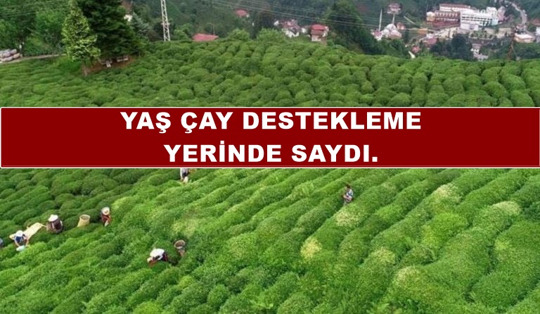 Yaş Çay Destekleme Bedeli Yerinde saydı.