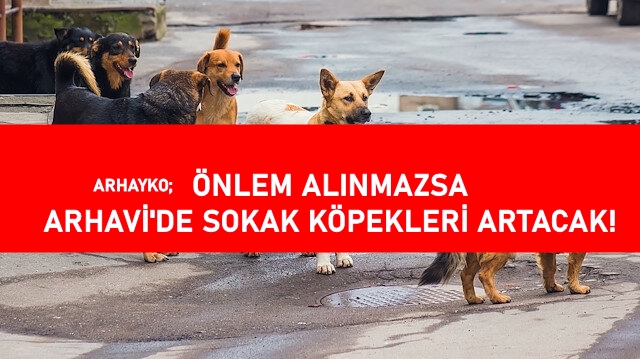 Sokaklardaki Sahipsiz Hayvanlar…