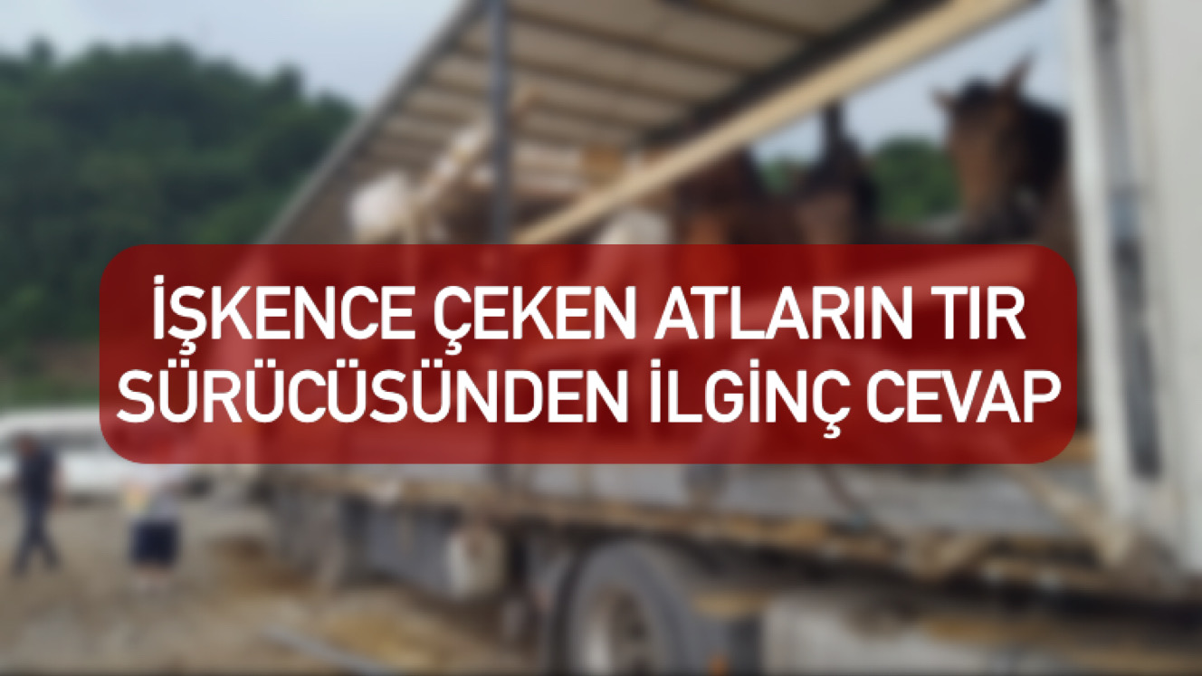 İŞKENCE ÇEKEN ATLARIN TIR SÜRÜCÜSÜNDEN İLGİNÇ CEVAP 