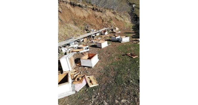 Artvin'de kış uykusuna yatmayan ayılar, arı kovanlarını parçaladı
