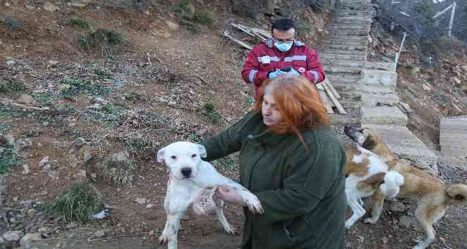 Artvin'de yasaklı ırk köpekler kimliklendirilip kayıt altına alınıyor