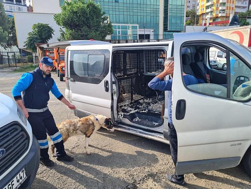 Sel Mağduru Sahipsiz Canlar Yeni Yuvalarına Kavuşuyor