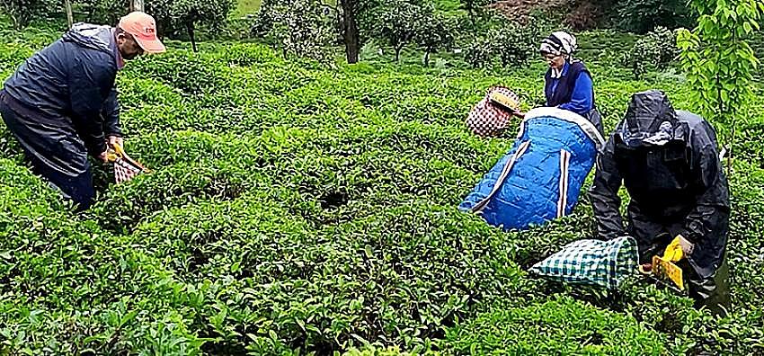 Çay Kanunu Teklifi, TBMM Başkanlığına sunuluyor