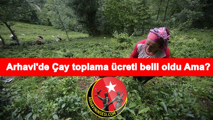 Arhavi 'de Çay Toplama Ücreti Belli Oldu Ama?