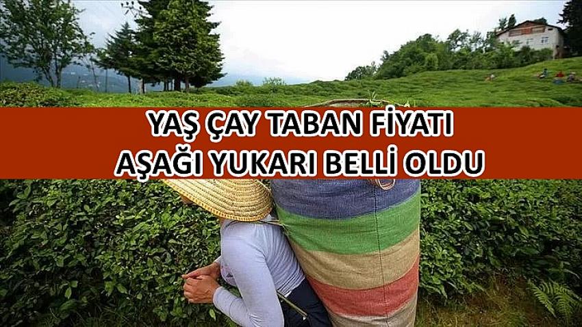 Yaş Çay Taban Fiyatı Aşağı Yukarı Belli Oldu.