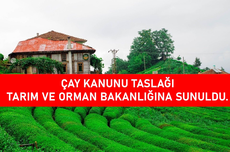 Çay Kanunu  Tarım ve Orman Bakanlığına verildi.