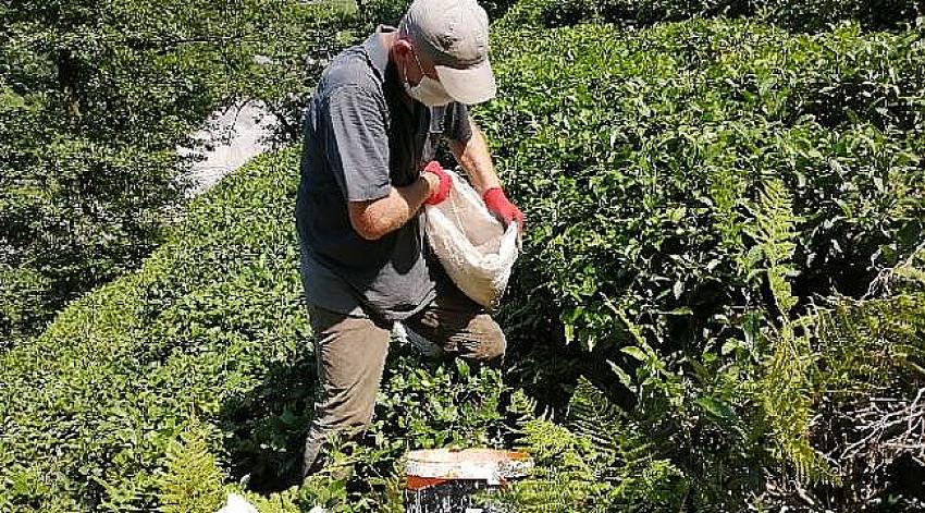 Arhavi de Yaş Çay Sezonu Hazırlıkları Başladı