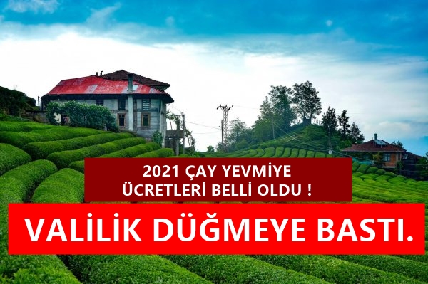 2021 Çay Toplama yevmiye fiyatı belirlendi