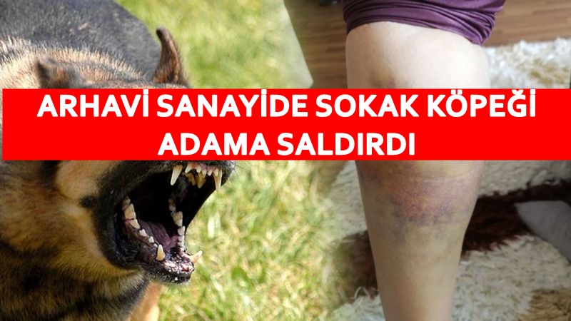 Arhavi Sanayide Sokak köpeği adama saldırdı