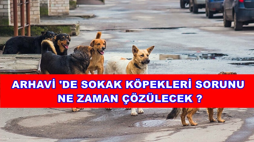 Sokak Köpekleri Sorunu Nasıl çözülecek?