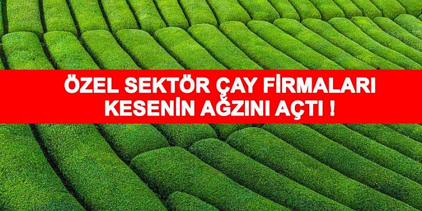 Doğuş Çay, Yaş Çayda ÇAYKUR Fiyatından ÇAYKUR’dan Önce Ödeme Yapacak