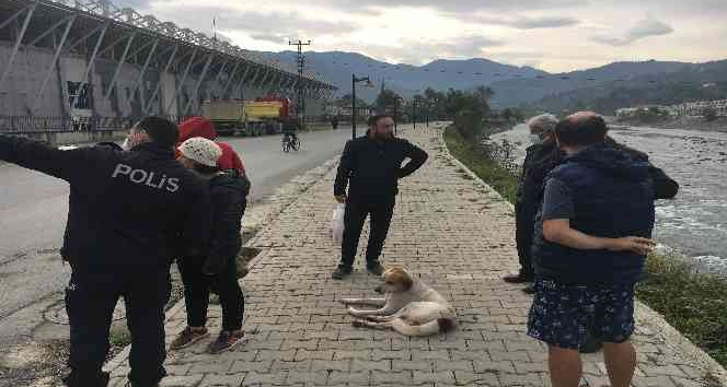 Arhavi'de Silahla vurulan sokak köpeği için vatandaşlar ve polis seferber oldu