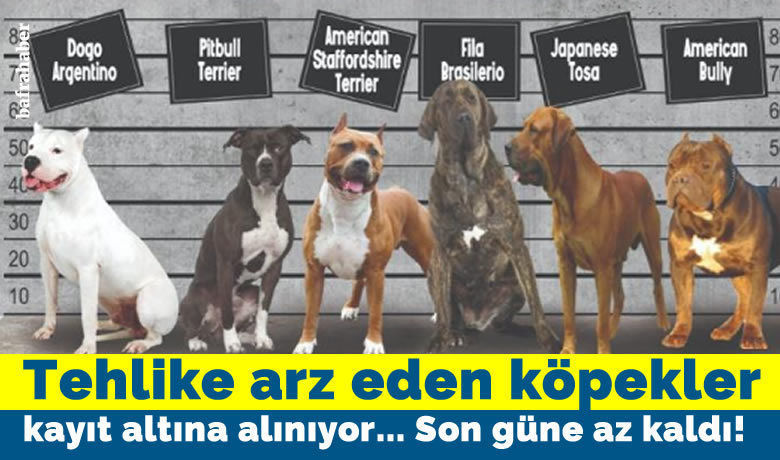 Bakanlıktan 'tehlike arz eden köpek ırkları' genelgesi son tarih 14 ocak 2022