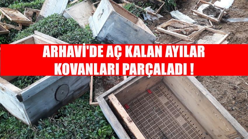 Arhavi’de aç kalan ayılar kovanları parçaladı.